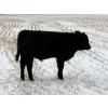Image 8 : Stockwell Cattle Ltd. - 550# December Delivery Steer Calves - 70 Head (Macrorie, SK) VBP+