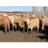 Image 1 : Williamson Farms - 922# April Delivery Heifers - 250 Head (Bow City, AB)