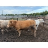 Image 7 : Chipping Hill Cattle Co. - 975# September Delivery Steers - 63 Head (MacGregor, MB)