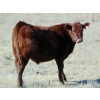 Image 4 : Warren Peters - 680# October Delivery Steer Calves - 34 Head (Hays, AB)