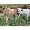 Image 6 : Patton Ranches Ltd. - 675# October Delivery Steer Calves - 90 Head (Maycroft, AB)