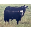 Image 9 : Darcy, Colton & Blake Reinhardt - 650# Steer Calves - 95 Head (Nightingale, AB)