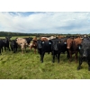 Image 11 : Chipping Hill Cattle Co. - 1025# October Delivery Grass Steers - 300 Head (Zhoda, MB)