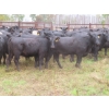 Image 7 : Taylor Enterprises Inc. - 830# September Delivery Grass Heifers - 75 Head (Wawota, SK)