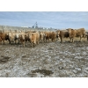 Image 6 : Bauer Ranching - 890# February Delivery Steers - 210 Head (Hilda, AB)