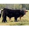 Image 6 : Jason & Melissa Smith - 650# October Delivery Steer Calves - 70 Head (Eckville, AB)
