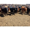 Image 12 : M.S. MacLean Livestock - 950# May Delivery Steers - 98 Head (Coaldale, AB)