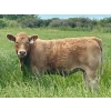 Image 3 : Kokay Farms Ltd. - 660# Heifer Calves - 45 Head (Rosemary, AB)