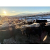 Image 4 : Lowe Ranches - 627# January Weaned Steers - 151 Head (Nanton, AB)