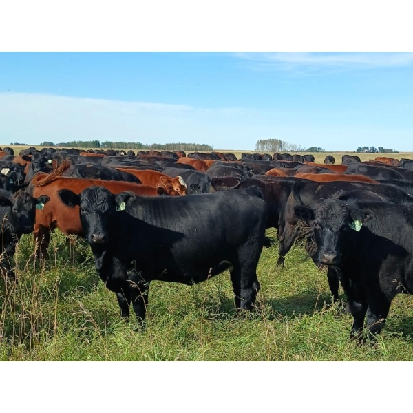 JT Cholin Farms - 825# September Delivery Grass Heifers - 75 Head (Biggar, SK)
