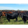 Image 1 : JT Cholin Farms - 825# September Delivery Grass Heifers - 75 Head (Biggar, SK)