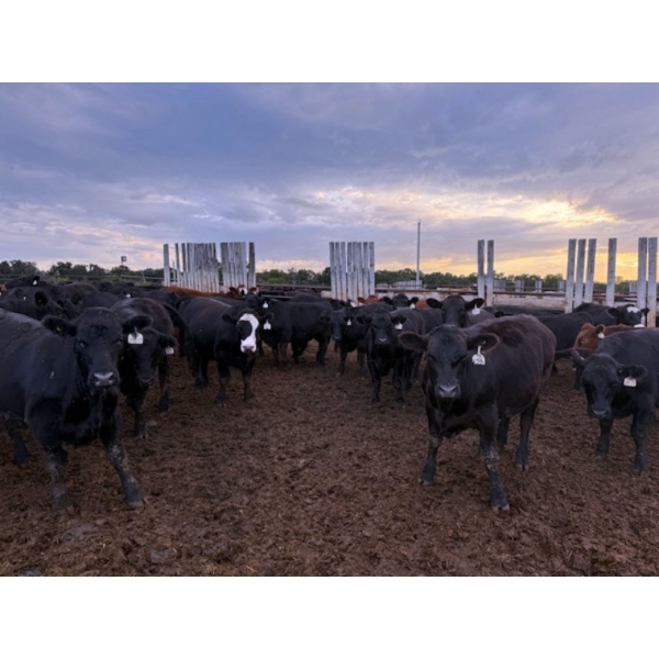 Chipping Hill Cattle Co. - 975# September Delivery Steers - 126 Head (MacGregor, MB)