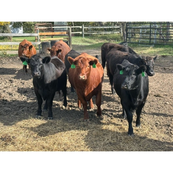 JR Cattle Company Ltd. - 26 Black Angus X April/May Calving Bred Heifers (Fort Macleod, AB)