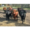 Image 1 : JR Cattle Company Ltd. - 26 Black Angus X April/May Calving Bred Heifers (Fort Macleod, AB)