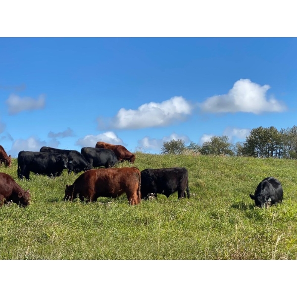 Two J Stock Farms Ltd. - 1075# September Delivery Grass Steers - 58 Head (Darwell, AB)