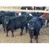 Image 2 : Justin Tateson - 960# March Delivery Steers - 65 Head (Scandia, AB)