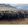 Image 2 : Stump Lake Ranch - 935# April Delivery Heifers - 67 Head (Cache Creek, BC)