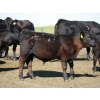 Image 8 : Goldridge Farming Co. - 575# October Delivery Steer Calves - 100 Head (Turin, AB)