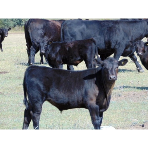 Endersby Ranching - 535# October Delivery Steer Calves - 160 Head (Coronation, AB)