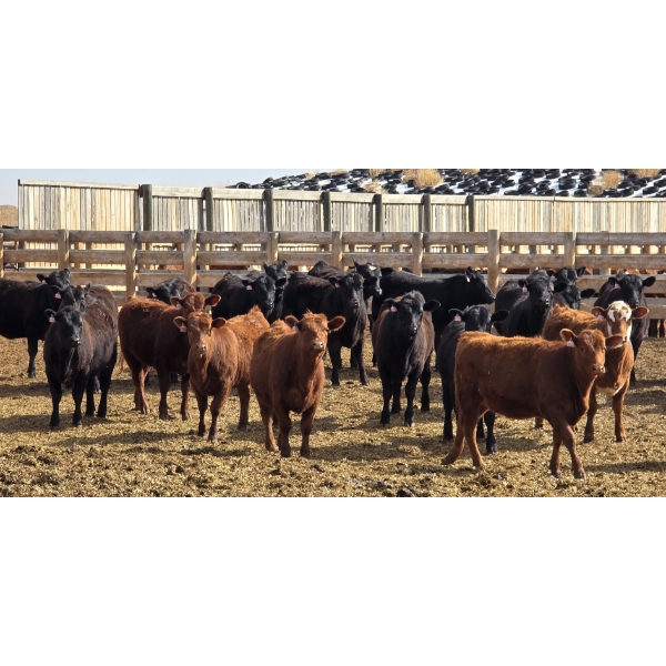 M.S. MacLean Livestock - 10 BBF/RBF/Red Replacement Heifers (Coaldale, AB)