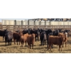 Image 1 : M.S. MacLean Livestock - 10 BBF/RBF/Red Replacement Heifers (Coaldale, AB)