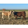 Image 3 : Darcy, Colton & Blake Reinhardt - 700# October Delivery Steer Calves - 88 Head (Nightingale, AB)
