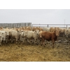 Image 4 : Vossepoel Cattle Co. - 680# December Delivery Weaned Steers - 250 Head (Tilley, AB)