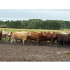 Image 2 : Kevin Szymanek - 770# June Delivery Heifers - 80 Head (Stauffer, AB)