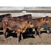 Image 14 : Allan & Janet Nameth - 600# November Delivery Steer Calves - 95 Head (Cupar, SK) VBP+