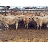 Image 1 : Grant & Hali Taillieu - 720# March Weaned Steers - 85 Head (Drayton Valley, AB)