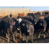 Image 2 : Habraken Farms Ltd. - 830# April Delivery Heifers - 64 Head (Scandia, AB)
