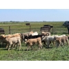 Image 4 : Hiebert Ranches - 620# October Delivery Steer Calves - 170 Head (Gem, AB)