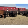 Image 2 : Lake Thelma Farms - 770# May Delivery Heifers - 35 Head (Coronation, AB)