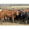 Image 3 : Jason Szymanek - 750# May Delivery Heifers - 70 Head (Stauffer, AB)
