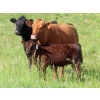 Image 2 : Nameth Land & Livestock Ltd. - 500# November Delivery Heifer Calves - 50 Head (Cupar, SK) VBP+