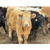 Image 6 : JG Larson Livestock (V-V) - 885# April Delivery Steers - 38 Head (Jenner, AB) VBP+