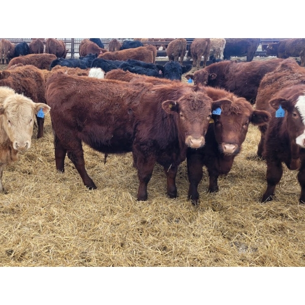 Rusty Myskiw - 665# February Delivery Steers - 55 Head (Marquette, MB)