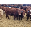 Image 1 : Rusty Myskiw - 665# February Delivery Steers - 55 Head (Marquette, MB)