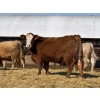Image 2 : Brandt Boys Beef & Grain - 925# March/April Delivery Heifers - 65 Head (Tolstoi, MB)