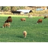 Image 13 : Squaw Valley Ranch - 750# October Delivery Steer Calves - 80 Head (Lumby, BC)
