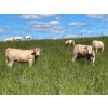 Image 14 : Lazy T Ranch - 1025# August Delivery Grass Heifers - 240 Head (Indian Head, SK) 