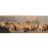 Image 3 : Last Chance Ranch - 610# October Delivery Heifer Calves - 100 Head (Piapot, SK)
