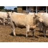 Image 4 : Brandt Boys Inc. - 975# August Delivery Heifers - 65 Head (Tolstoi, MB)