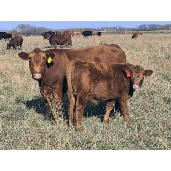 Tyton Farms Ltd. - 650# January Delivery Weaned Steers - 180 Head (Birtle, MB) VBP+