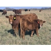 Image 1 : Tyton Farms Ltd. - 550# January Delivery Weaned Steers - 105 Head (Birtle, MB) VBP+