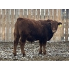 Image 9 : Hawk Ranching - 970# March Delivery Steers - 65 Head (Parkland, AB)