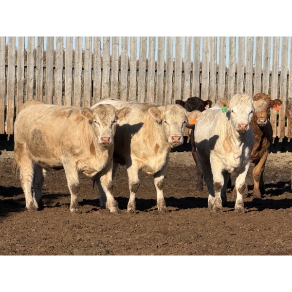 Lesher Lane Enterprises - 1000# October Delivery Heifers - 120 Head (Lacombe, AB)