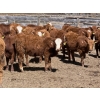 Image 3 : Alta Bar Ranch - 600# May Delivery Heifers - 50 Head (Rimbey, AB)