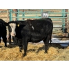 Image 3 : Duane & Austin Ashbacher - 3 Bred Heifers (Pen 144)