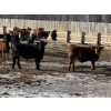 Image 6 : Hopper Farms/Jace Poffenroth - 900# March Delivery Steers - 68 Head (Eckville, AB)